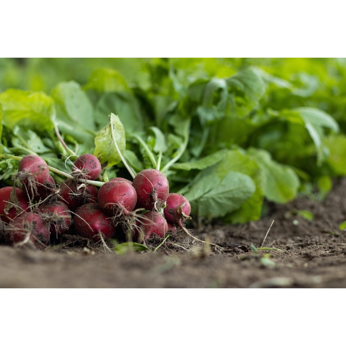 ISO 22000, HACCP, FSSC Certification